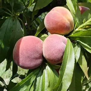 Dwarf Peach Tree Seeds, GMO Free Fruit Seeds for Small Gardens & Indoor Cultivation, 10 Pcs