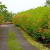 Dwarf Poinciana Seeds Pride of Barbados Flowering Tree 30 Seeds Red Orange