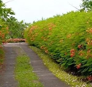 Dwarf Poinciana Seeds Pride of Barbados Flowering Tree 30 Seeds Red Orange