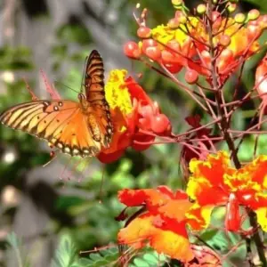 Dwarf Poinciana Seeds Pride of Barbados Flowering Tree 30 Seeds Red Orange