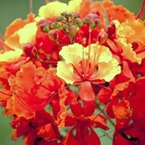 Dwarf Poinciana Seeds Pride of Barbados Flowering Tree 30 Seeds Red Orange