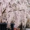 Dwarf Weeping Cherry Tree Seeds 5Pcs Pink Purple Non-GMO Perennial Ornamental Low Maintenance