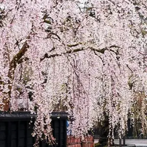 Dwarf Weeping Cherry Tree Seeds 5Pcs Pink Purple Non-GMO Perennial Ornamental Low Maintenance