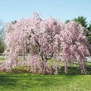 Dwarf Weeping Cherry Tree Seeds 5Pcs Pink Purple Non-GMO Perennial Ornamental Low Maintenance