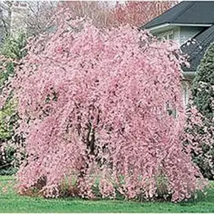 Dwarf Weeping Cherry Tree Seeds 5Pcs Pink Purple Non-GMO Perennial Ornamental Low Maintenance