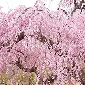 Dwarf Weeping Cherry Tree Seeds 5Pcs Pink Purple Non-GMO Perennial Ornamental Low Maintenance