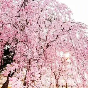 Dwarf Weeping Cherry Tree Seeds 5Pcs Pink Purple Non-GMO Perennial Ornamental Low Maintenance