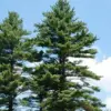 Eastern White Pine Seeds Pinus Strobus Fast Growing Evergreen Tree Seeds Outdoor 20 Pcs