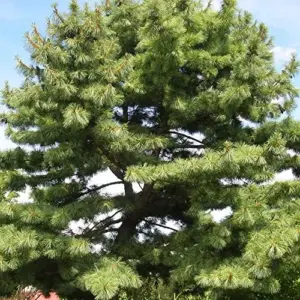 Eastern White Pine Seeds Pinus Strobus Fast Growing Evergreen Tree Seeds Outdoor 20 Pcs