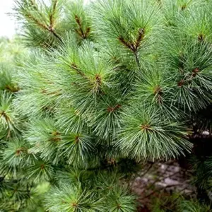 Eastern White Pine Seeds Pinus Strobus Fast Growing Evergreen Tree Seeds Outdoor 20 Pcs