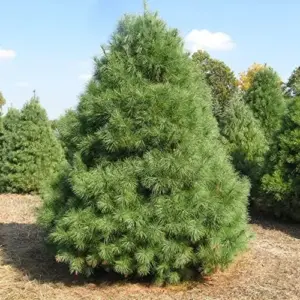 Eastern White Pine Seeds Pinus Strobus Fast Growing Evergreen Tree Seeds Outdoor 20 Pcs