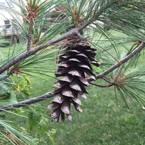 Eastern White Pine Seeds Pinus Strobus Fast Growing Evergreen Tree Seeds Outdoor 20 Pcs