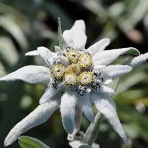 Edelweiss Seeds Flower 300 Pcs White Natural Perennial for Dried Arrangements, Cut Flowers, Edging, Patio & Containers