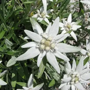 Edelweiss Seeds Flower 300 Pcs White Natural Perennial for Dried Arrangements, Cut Flowers, Edging, Patio & Containers