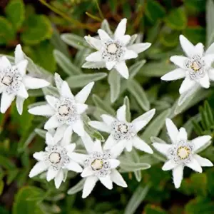 Edelweiss Seeds Flower 300 Pcs White Natural Perennial for Dried Arrangements, Cut Flowers, Edging, Patio & Containers