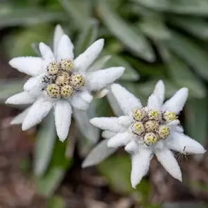 Edelweiss Seeds Flower 300 Pcs White Natural Perennial for Dried Arrangements, Cut Flowers, Edging, Patio & Containers