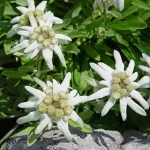 Edelweiss Seeds Flower 300 Pcs White Natural Perennial for Dried Arrangements, Cut Flowers, Edging, Patio & Containers