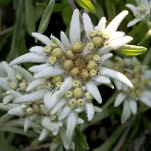 Edelweiss Seeds Flower 300 Pcs White Natural Perennial for Dried Arrangements, Cut Flowers, Edging, Patio & Containers