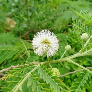 Edible Tree Seeds Drought Tolerant Evergreen Tropical Shrub Self-Fertility Outdoor 15Pcs Cream Tan Tree Seeds