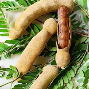Edible Tree Seeds Drought Tolerant Evergreen Tropical Shrub Self-Fertility Outdoor 15Pcs Cream Tan Tree Seeds