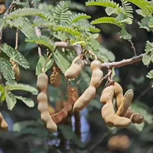 Edible Tree Seeds Drought Tolerant Evergreen Tropical Shrub Self-Fertility Outdoor 15Pcs Cream Tan Tree Seeds