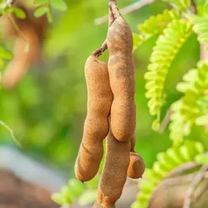 Edible Tree Seeds Drought Tolerant Evergreen Tropical Shrub Self-Fertility Outdoor 15Pcs Cream Tan Tree Seeds