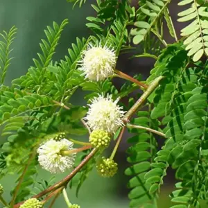 Edible Tree Seeds Drought Tolerant Evergreen Tropical Shrub Self-Fertility Outdoor 15Pcs Cream Tan Tree Seeds