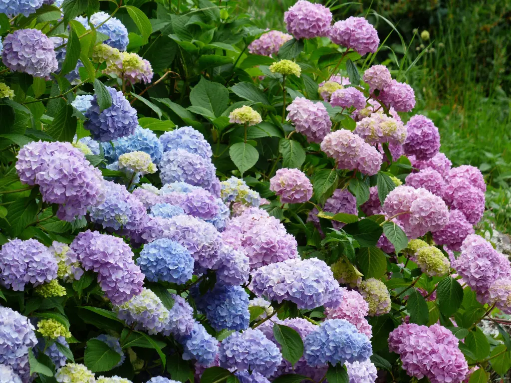 Endless Summer hydrangeas