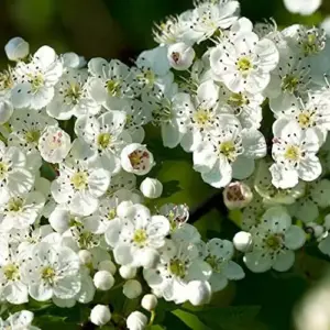 English Hawthorn Seeds Deciduous Tree Shrub Edible Fruit 20 Count White Pink