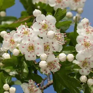 English Hawthorn Seeds Deciduous Tree Shrub Edible Fruit 20 Count White Pink