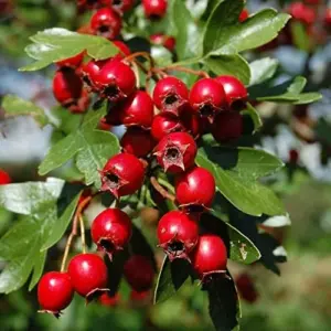 English Hawthorn Seeds Deciduous Tree Shrub Edible Fruit 20 Count White Pink