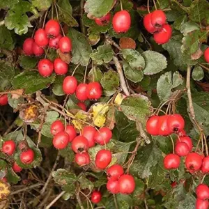 English Hawthorn Seeds Deciduous Tree Shrub Edible Fruit 20 Count White Pink