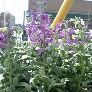 Evening Scented Stock Seeds 1000 Pack Perfume Plant Cold Hardy Matthiola longipetala Pink Purple