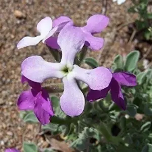 Evening Scented Stock Seeds 1000 Pack Perfume Plant Cold Hardy Matthiola longipetala Pink Purple