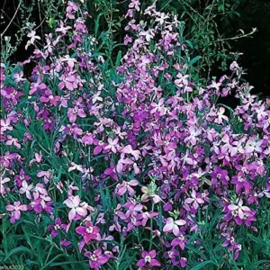 Evening Scented Stock Seeds 1000 Pack Perfume Plant Cold Hardy Matthiola longipetala Pink Purple