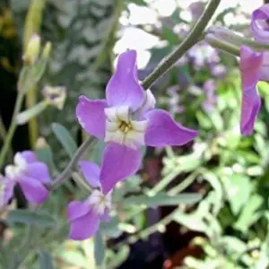 Evening Scented Stock Seeds 1000 Pack Perfume Plant Cold Hardy Matthiola longipetala Pink Purple