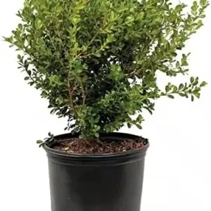Evergreen Boxwood Seeds, 20 Pcs, Broadleaf, Deer Resistant, Fragrant, Low Maintenance, Hardy Hedge Ground Cover