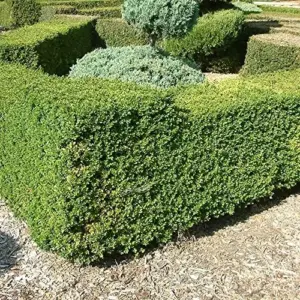 Evergreen Boxwood Seeds, 20 Pcs, Broadleaf, Deer Resistant, Fragrant, Low Maintenance, Hardy Hedge Ground Cover