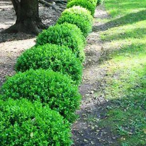 Evergreen Boxwood Seeds, 20 Pcs, Broadleaf, Deer Resistant, Fragrant, Low Maintenance, Hardy Hedge Ground Cover
