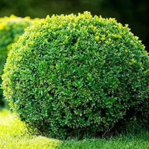 Evergreen Boxwood Seeds, 20 Pcs, Broadleaf, Deer Resistant, Fragrant, Low Maintenance, Hardy Hedge Ground Cover