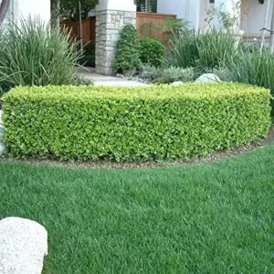 Evergreen Boxwood Seeds, 20 Pcs, Broadleaf, Deer Resistant, Fragrant, Low Maintenance, Hardy Hedge Ground Cover