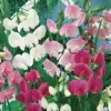 Everlasting Pea Vine Seeds Mix 100 Count Perennial Flower Seeds