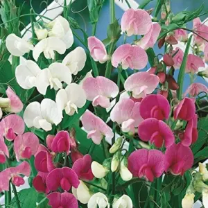 Everlasting Pea Vine Seeds Mix 100 Count Perennial Flower Seeds