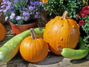 Fall Gardening