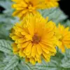 False Sunflower Seeds Perennial Heliopsis Helianthoides Yellow 100 Pcs for Gardens and Landscapes
