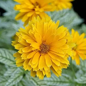 False Sunflower Seeds Perennial Heliopsis Helianthoides Yellow 100 Pcs for Gardens and Landscapes