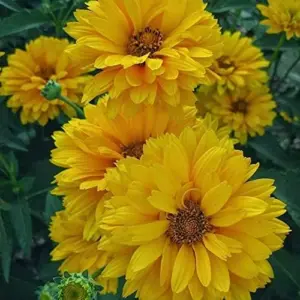False Sunflower Seeds Perennial Heliopsis Helianthoides Yellow 100 Pcs for Gardens and Landscapes