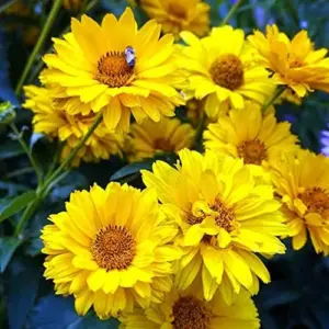 False Sunflower Seeds Perennial Heliopsis Helianthoides Yellow 100 Pcs for Gardens and Landscapes