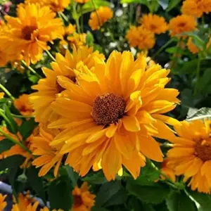 False Sunflower Seeds Perennial Heliopsis Helianthoides Yellow 100 Pcs for Gardens and Landscapes