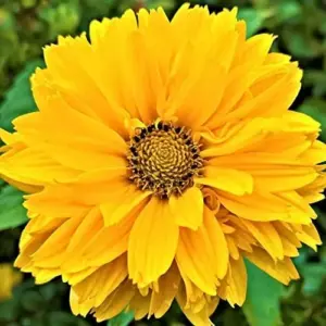 False Sunflower Seeds Perennial Heliopsis Helianthoides Yellow 100 Pcs for Gardens and Landscapes